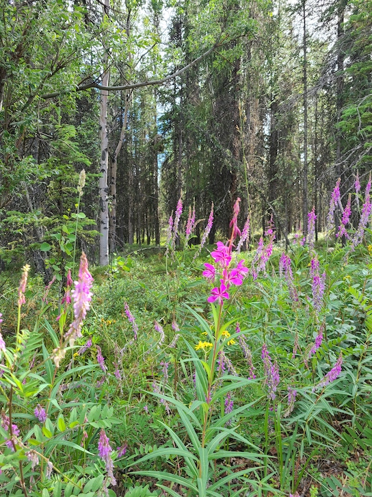 You can see wildflowers if visiting Denali National Park during warmer months. 