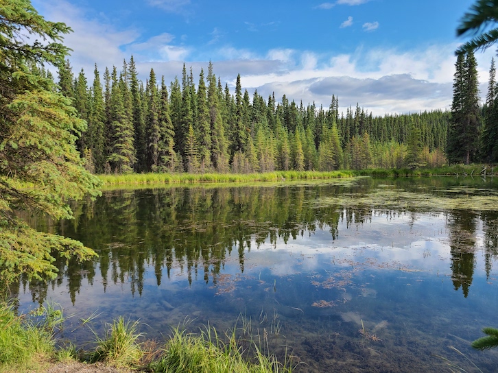 Horseshoe Lake is a gorgeous stop when visiting Denali National Park