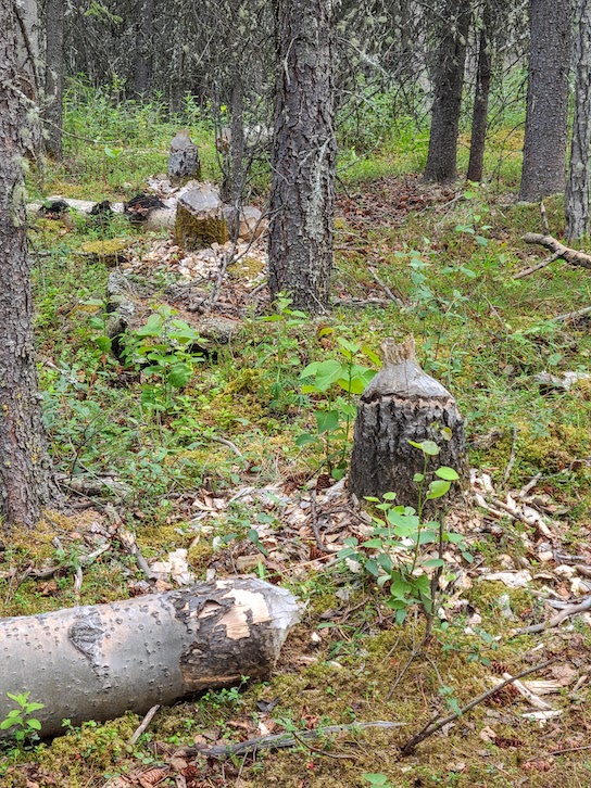 Evidence of beavers by Horseshoe Lake