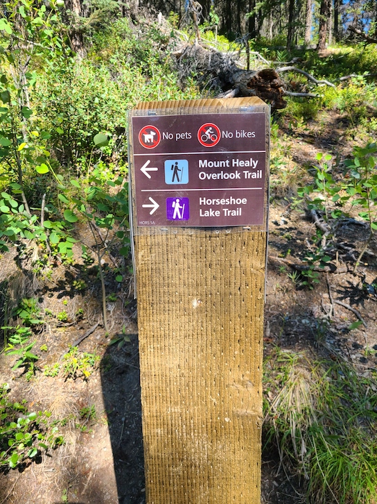 Horseshoe Lake Trail is a must when visiting Denali National Park. 