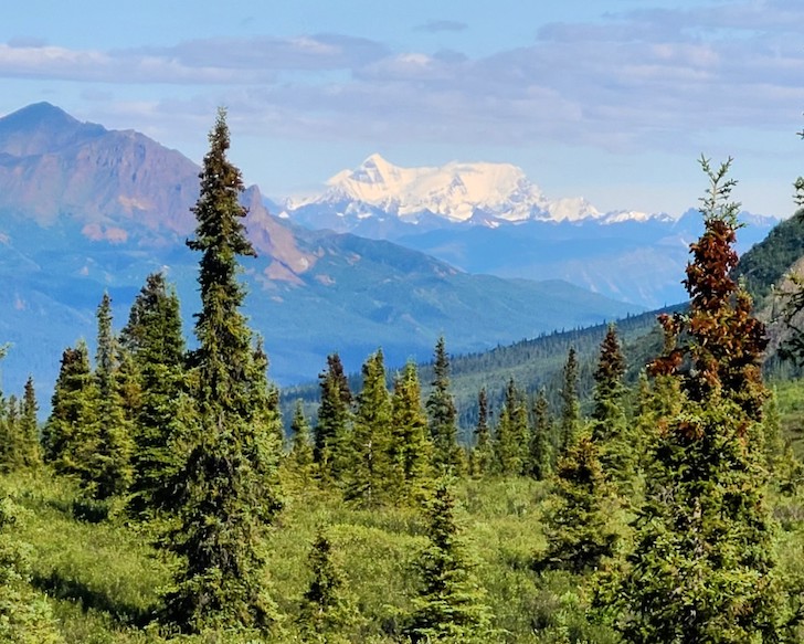 A clear view of Denali is a treat when visiting Denali National Park. 