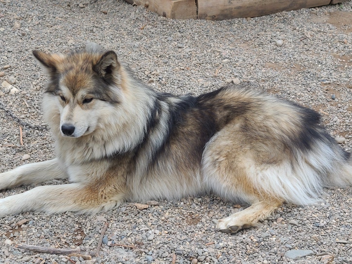 Beautiful working sled dogs of Denali National Park