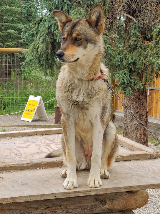 See the working park dogs at the kennels when you visit Denali National Park. 