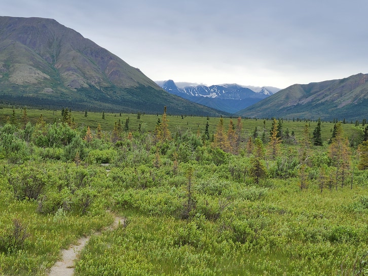 Hike the Mountain Vista trail during your visit to Denali National Park. 