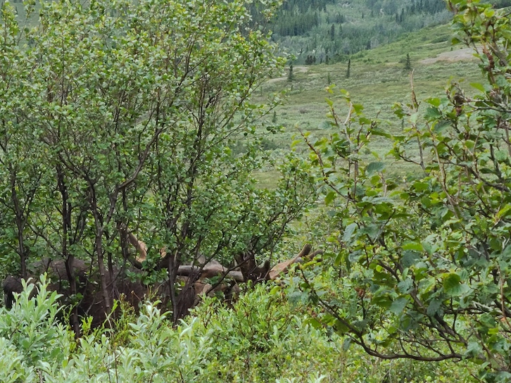Seeing wildlife such as moose when visiting Denali National Park