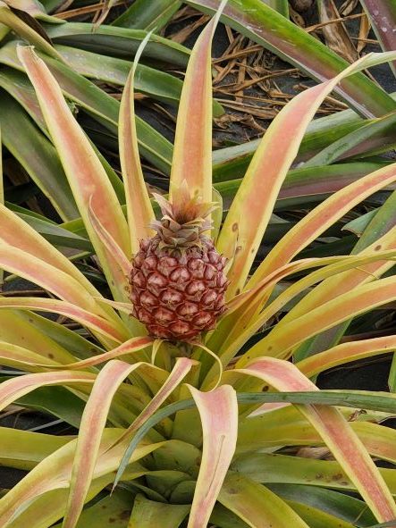 Pineapple Plantation Sao Miguel Azores