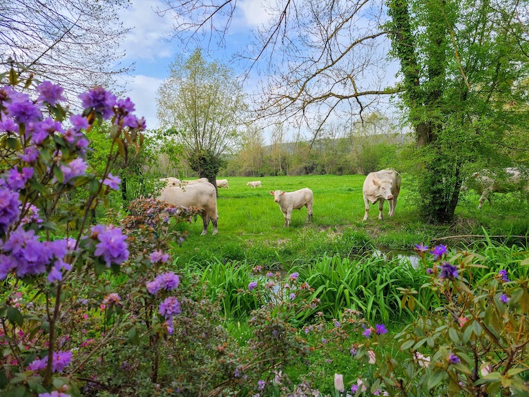Cows in a pasture in Giverny Normandy