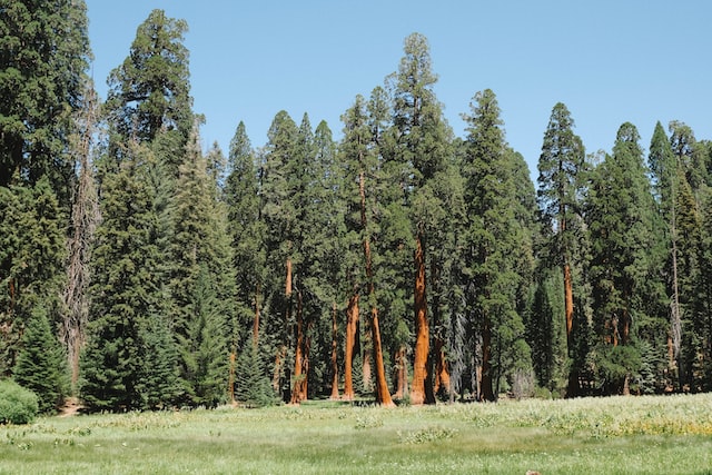 One of the best things to do in Sequoia National Park is to explore Crescent Meadow. 
