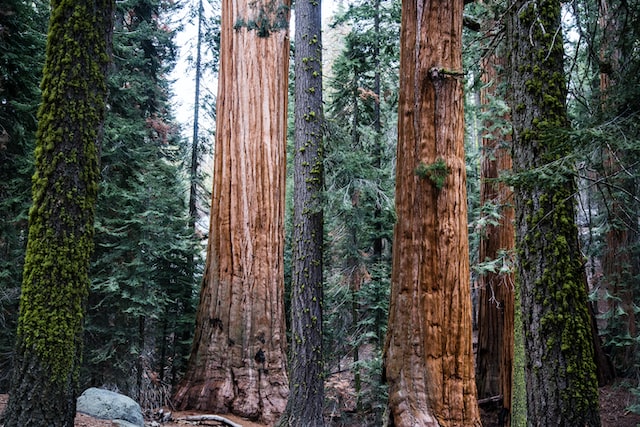 Sequoia National Park can be appreciated in one or two days