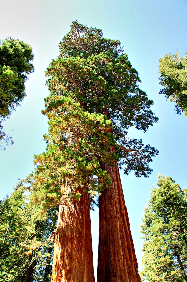 Kings Canyon National Park great things to do including exploring Grants Grove