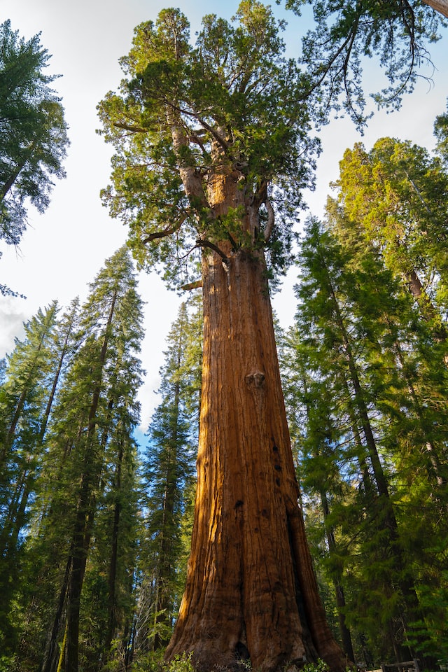 Sequoia National Park explore General Sherman tree, the world's largest tree