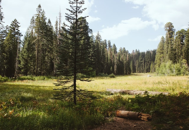 Sequoia National Park amazing hike by a meadow