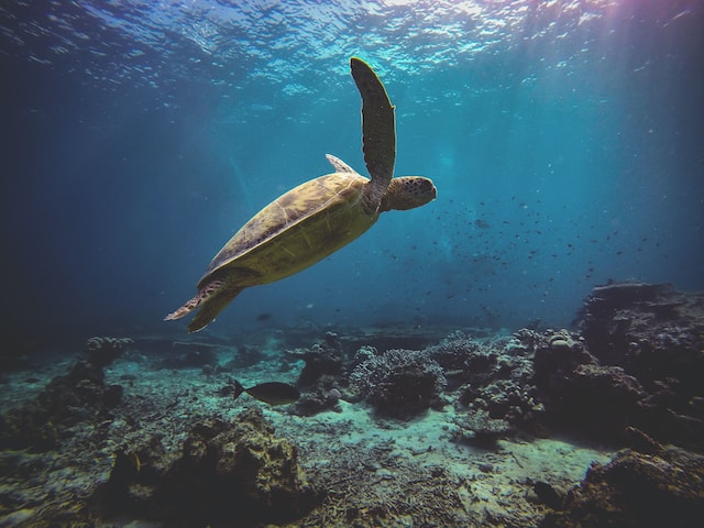 Photo by Jesse Schoff green sea turtle