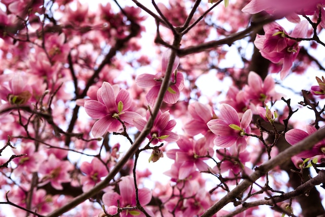 Photo by Tim Arterbury cherry blossoms at Hot Springs Arkansas