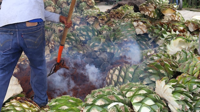 Cooking agave plants 